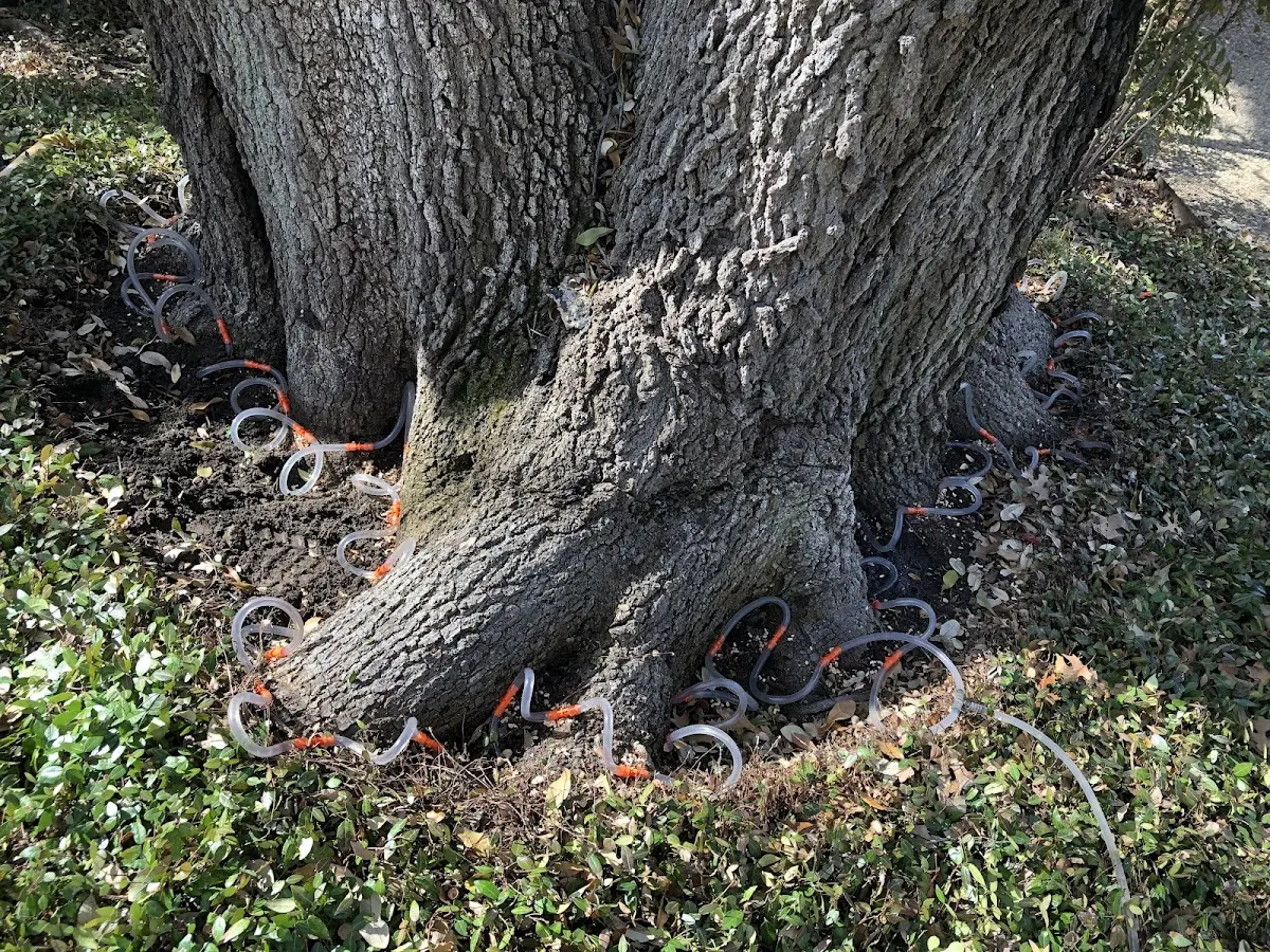 Detailed Tree Cabling and Bracing job site in Lyons
